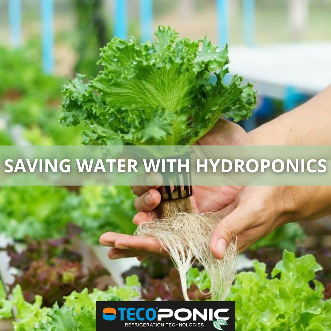 SAVING WATER WITH HYDROPONICS